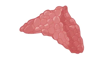 Ilustração de uma glândula suprarrenal
